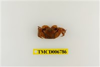 藏品(斑點擬相手蟹)的圖片